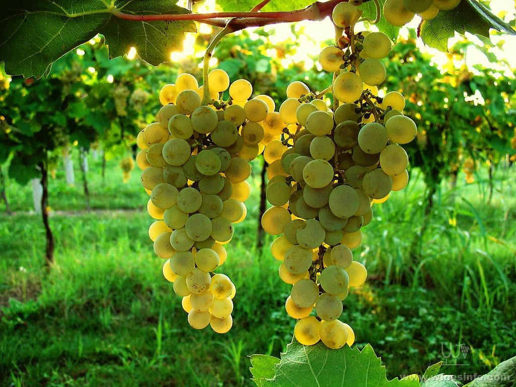 Masottina Prosecco Treviso Extra Dry DOC