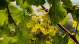 Pasqua Prosecco Treviso DOC Brut R&J