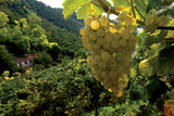 Vallate C.V. Prosecco Superiore DOCG