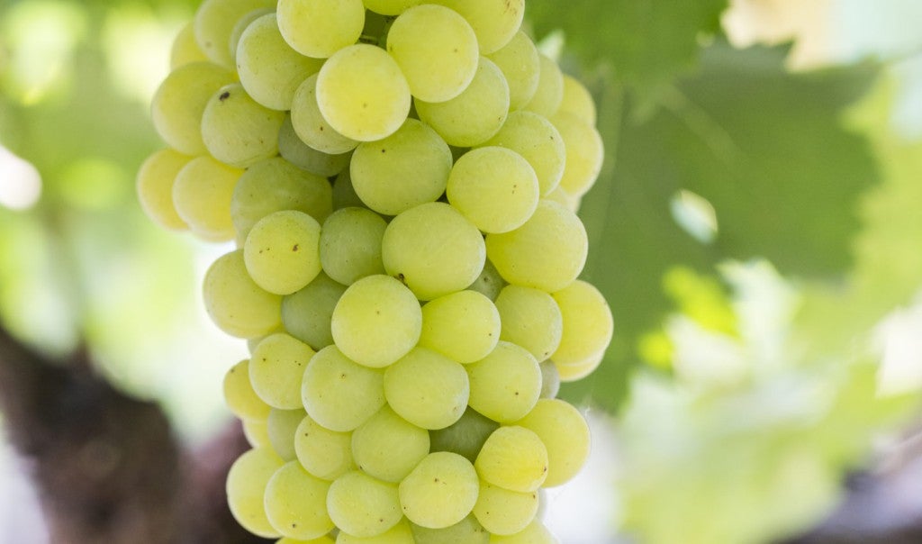Gozzelino Moscato Passito Piemonte DOC 2006