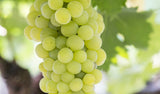 Gozzelino Moscato Passito Piemonte DOC 2006