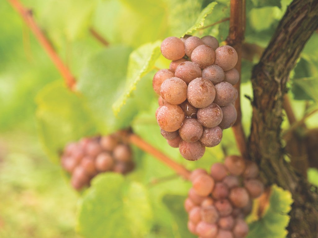 Tinazzi - CA′de′Rocchi Istà Pinot Grigio delle Venezie DOP