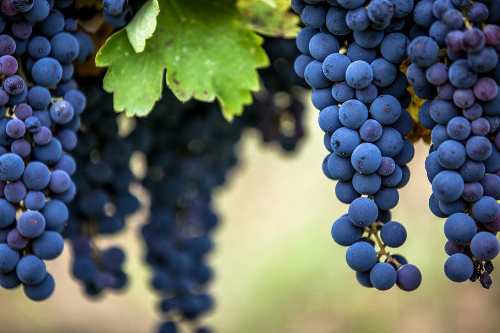 Sante Passioni ‘ Faro’ Aglianico Salento IGP