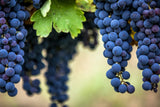 Sante Passioni ‘ Faro’ Aglianico Salento IGP
