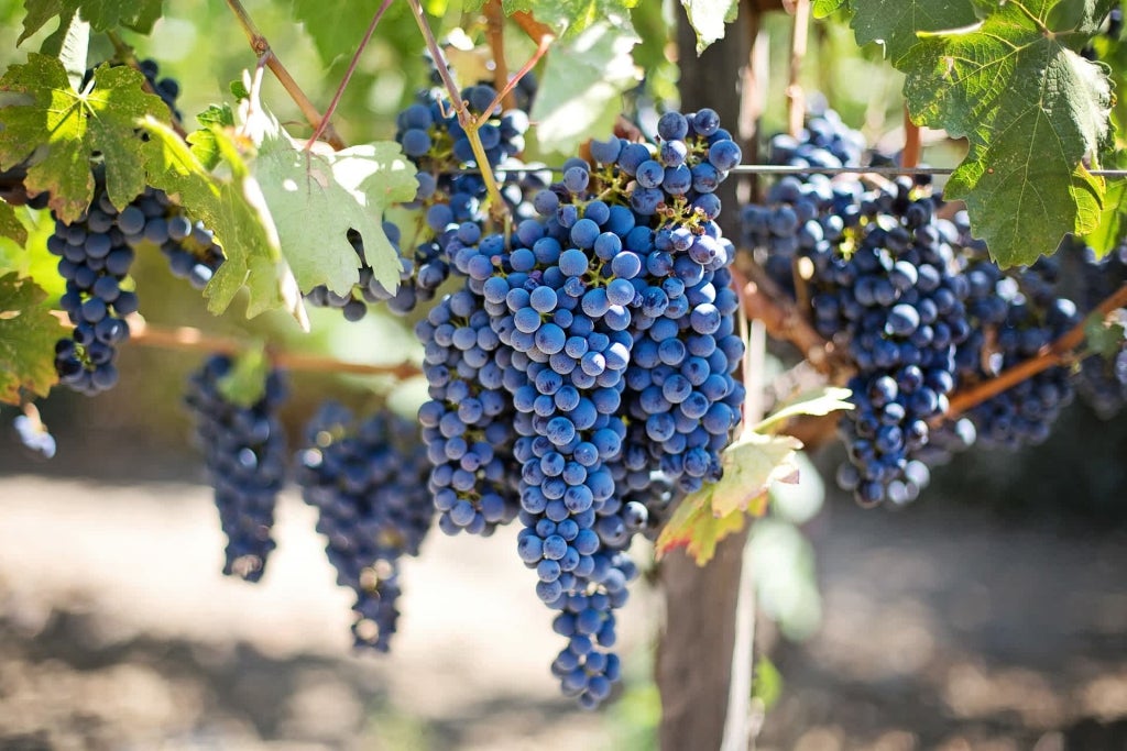 Tinazzi - Feudo Croce  BAROLO︱AGLIANICO Salento IGP