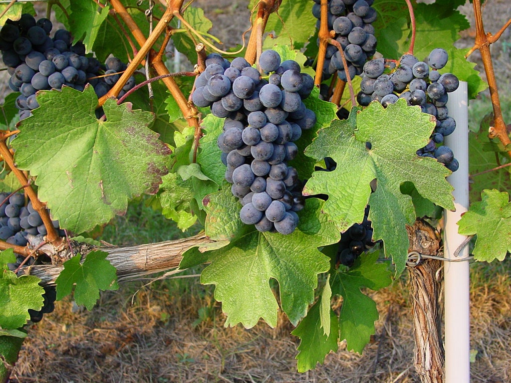 Manzone BARBERA D'ALBA︱La Serra BARBERA D'ALBA SUPERIORE DOC 2009