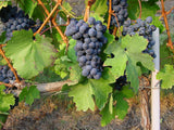 Manzone BARBERA D'ALBA︱La Serra BARBERA D'ALBA SUPERIORE DOC 2009