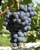 Braida Barbera︱AI Suma Barbera d'Asti DOCG 2008