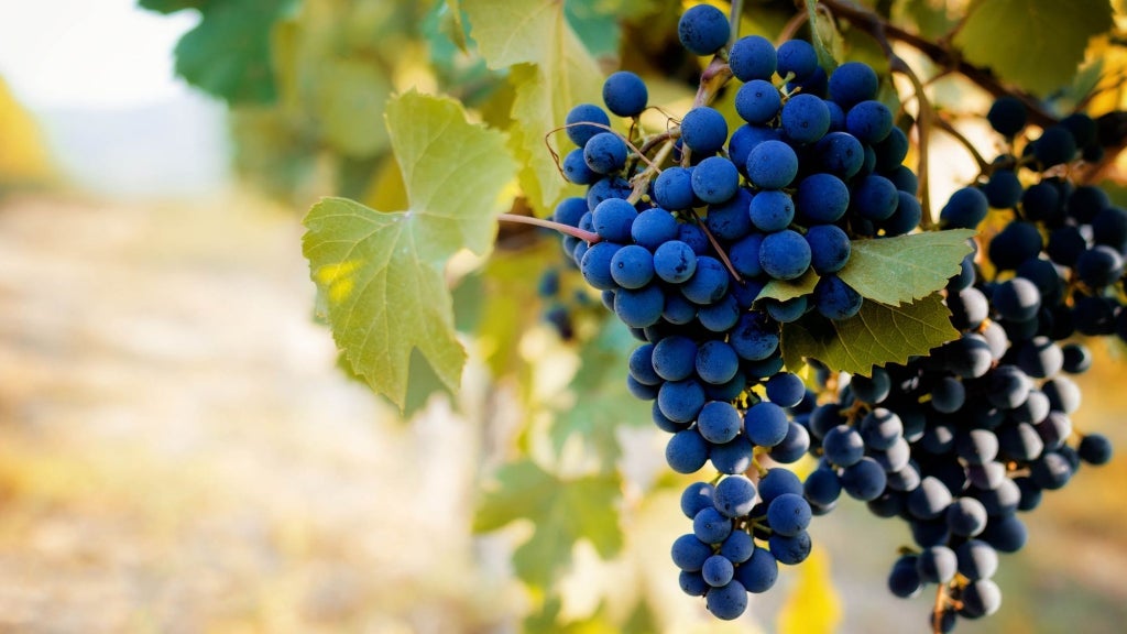 Braida Barbera︱Bricco Uccellone Barbera d'Asti DOCG 2008