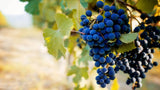 Braida Montebruna Barbera d'Asti DOCG 2016