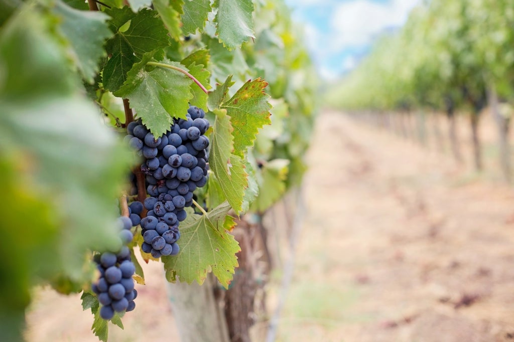 Teunta Dalle Ore Cabernet Franc DOC 2011