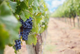 Teunta Dalle Ore Cabernet Franc DOC 2011