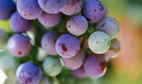 Tinazzi - CA′de′Rocchi  Dugal Cabernet Sauvignon Merlot Veneto IGP