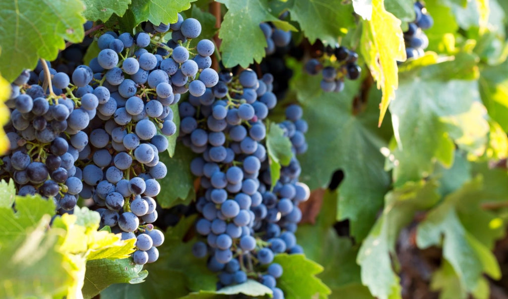 Tenuta di Capraia Banfi Centine Rosso IGT 2018 (JS91)