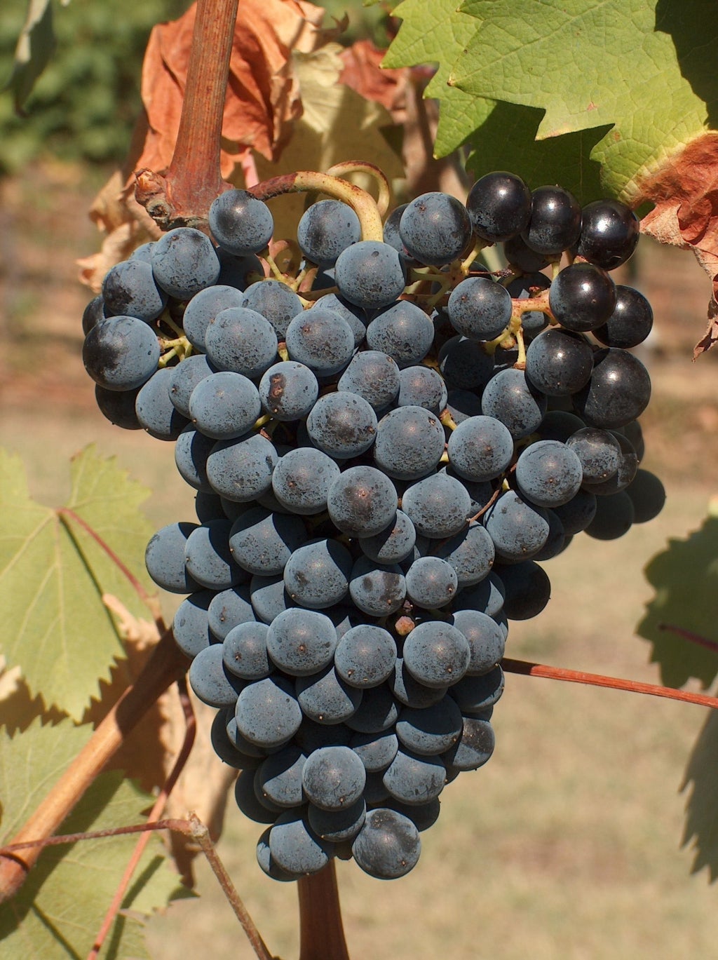 Tenuta di Capraia  Chianti︱Chianti Classico DOCG 2016 (WS90, JS92)