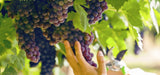 Agricola Tamburini Italo Chianti DOCG Riserva