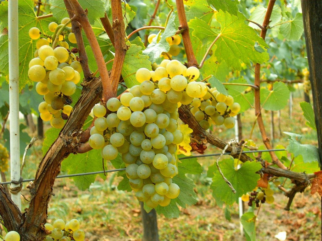 Cantine Santi Nobile LM94 Alberone Siciliane IGP