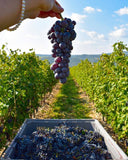 Pasqua Famiglia Pasqua AMARONE DELLA Valpolicella DOCG