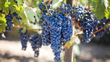 Famiglia Pasqua VALPOLICELLA SUPERIORE RIPASSO DOC