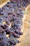 Monte Santoccio RIPASSO︱Valpolicella Classico Superiore Ripasso DOC 2009