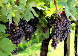Famiglia Pasqua VALPOLICELLA SUPERIORE RIPASSO DOC