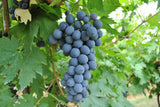 Pasqua Famiglia Pasqua AMARONE DELLA Valpolicella DOCG