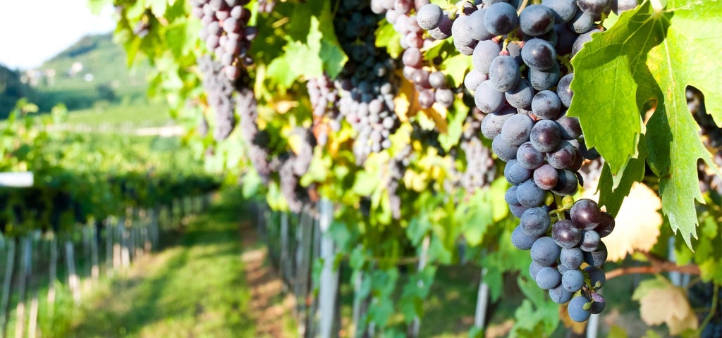 Monte Santoccio RIPASSO︱Valpolicella Classico Superiore Ripasso DOC 2009
