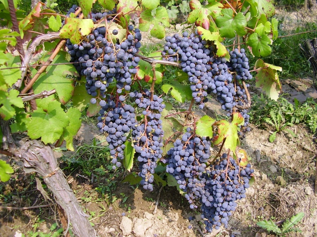 Manzone DOLCETTO D'ALBA︱La Serra DOLCETTO D'ALBA DOC 2010