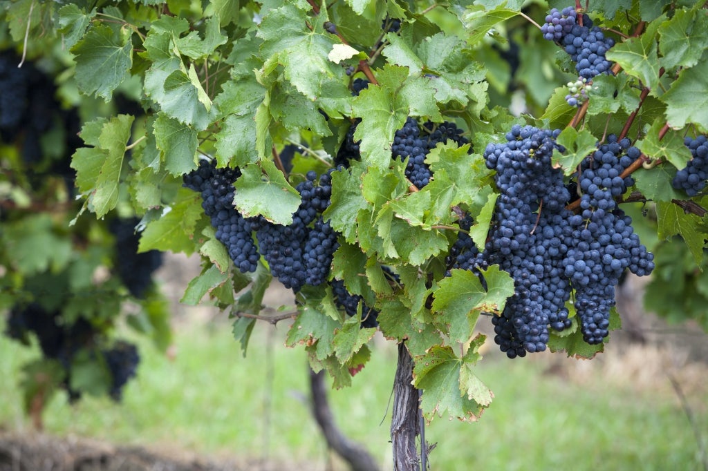 Manzone DOLCETTO D'ALBA︱Le Ciliegie DOLCETTO D'ALBA DOC 2010