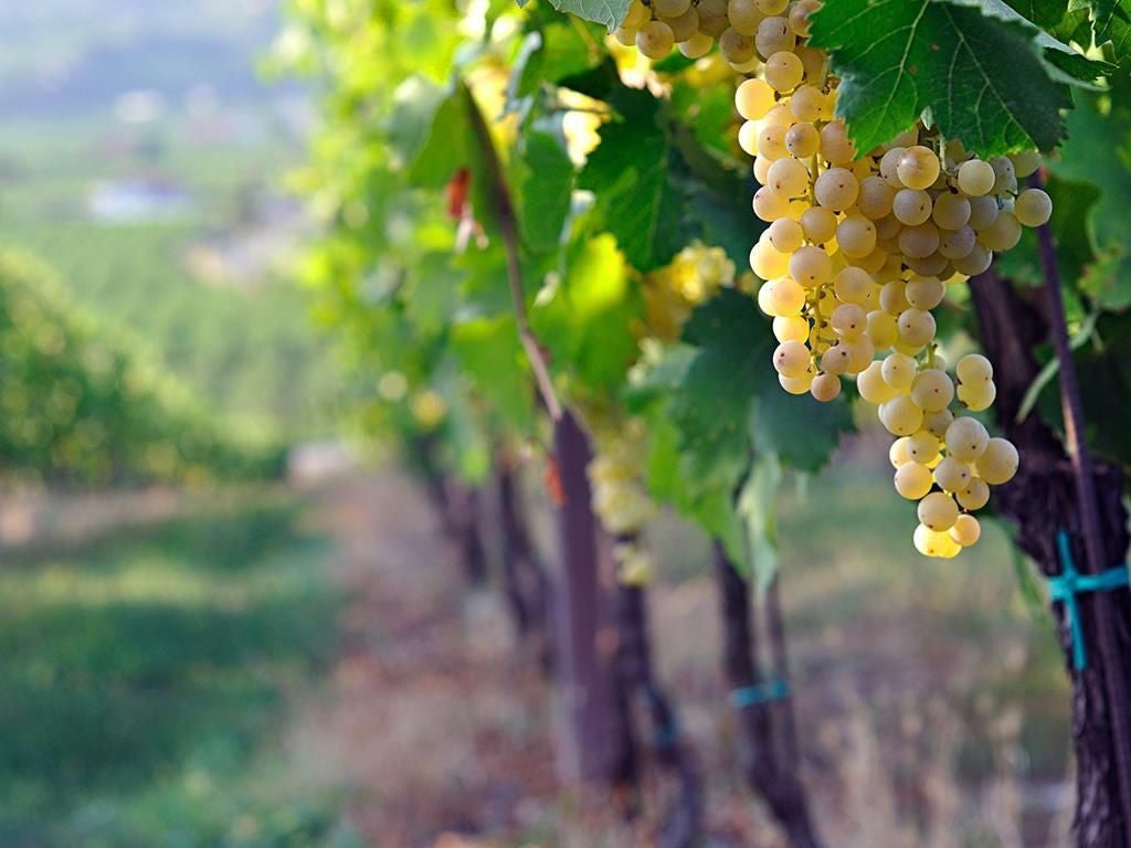 Tenuta dalle Ore DURELLO Torque Lessini Durello DOC