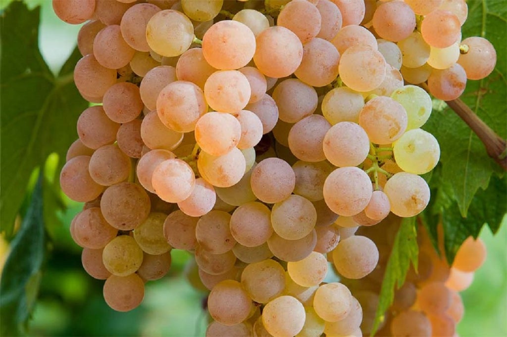 Soave DOC Le Collezioni Pasqua