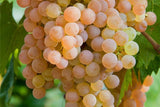 Soave DOC Le Collezioni Pasqua