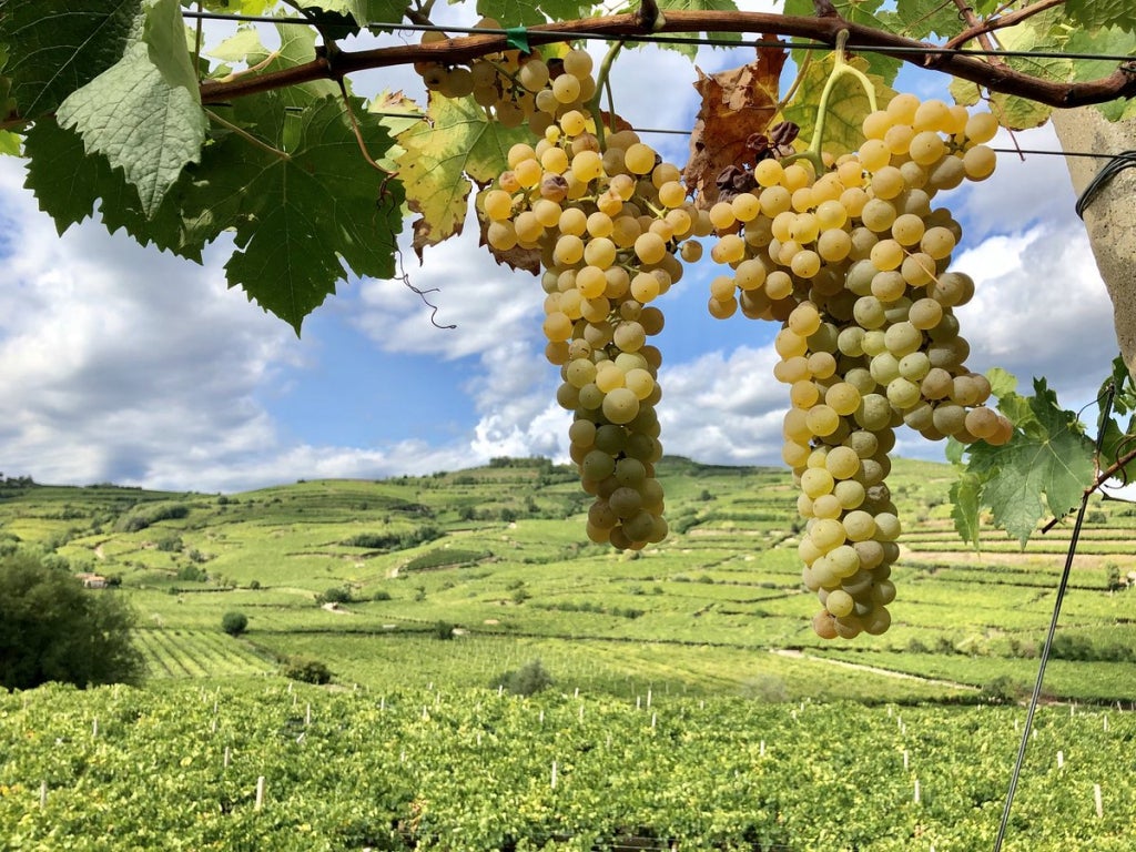 INAMA Soave︱Vigneto Du Lot Soave Classico DOC 2010