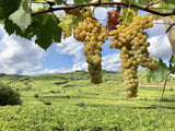 INAMA Soave︱Vigneto Du Lot Soave Classico DOC 2010