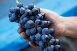 Braida Grignolino︱Grignolino d'Asti DOC 2011