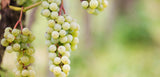 Cantine Santi Nobile LM94 Alberone Siciliane IGP