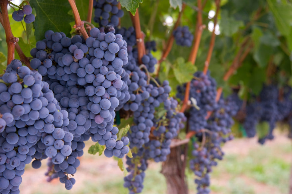 Tenuta di Capraia Banfi Centine Rosso IGT 2018 (JS91)