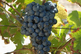 Cantine Santi Nobile CAMASELLA Appassimento Puglia IGT