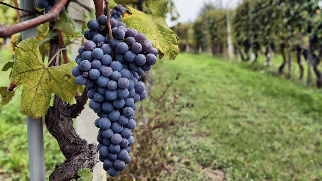 Tinazzi - CA′de′Rocchi  Dugal Cabernet Sauvignon Merlot Veneto IGP