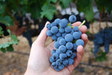 Carlo Giacosa Barbera︱Lina Barbera d'Alba DOC 2010