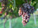 Monte Santoccio RIPASSO︱Valpolicella Classico Superiore Ripasso DOC 2009