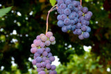 Monte Santoccio RIPASSO︱Valpolicella Classico Superiore Ripasso DOC 2011