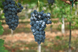 Monte Santoccio Valpolicella︱Valpolicella Classico Superiore 2011