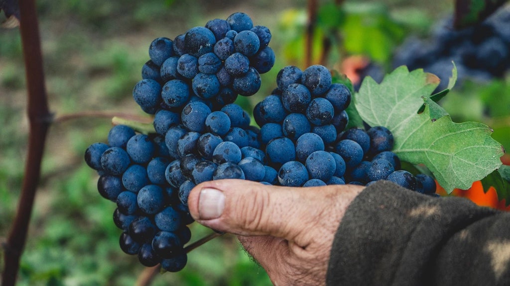 Carlo Giacosa Barbaresco Riserva︱Luca Barbaresco Riserva DOCG