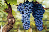 Carlo Giacosa Barbaresco︱NARIN Barbaresco DOCG