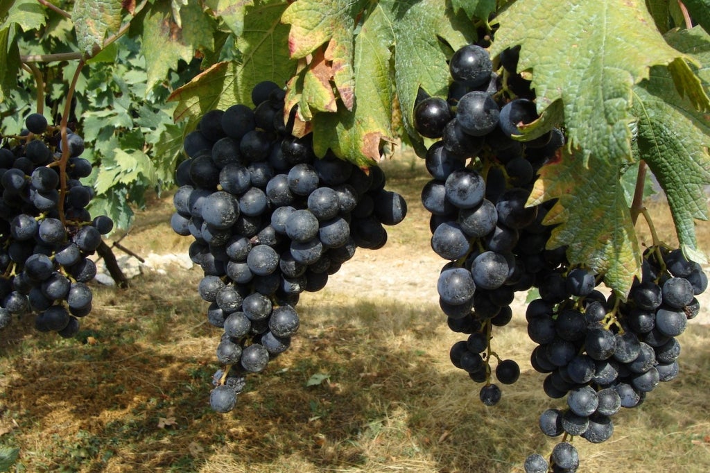 Famiglia Pasqua VALPOLICELLA SUPERIORE RIPASSO DOC
