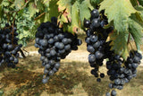 Famiglia Pasqua VALPOLICELLA SUPERIORE RIPASSO DOC