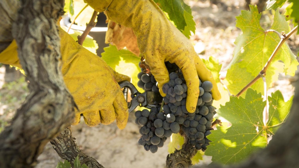 Sante Passioni ‘Helianthus’ Negroamaro Salento IGP