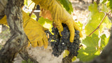 Sante Passioni ‘Helianthus’ Negroamaro Salento IGP
