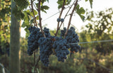 Tinazzi - Feudo Croce Megale︱Negroamaro Salento IGP